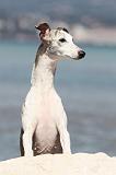 WHIPPET 031